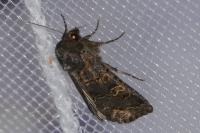 Tholera cespitis