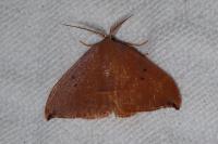 Watsonalla uncinula