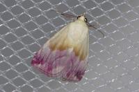 Eublemma purpurina
