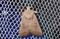 Hoplodrina ambigua