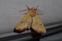 Atethmia centrago