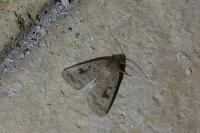 Caradrina morpheus