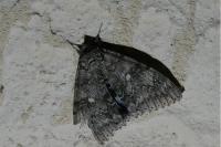 Catocala fraxini