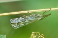 Chrysocramboides craterellus