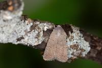 Caradrina flavirena