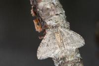 Epirrita dilutata