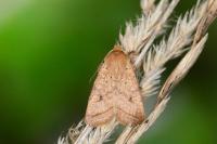 Leptologia macilenta