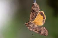 Noctua pronuba