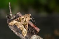 Phlogophora meticulosa
