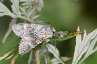 Polymixis xanthomista
