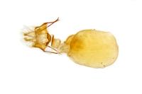 Caradrina flavirena