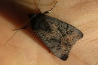 Aporophyla nigra