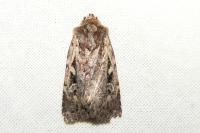 Xestia agathina