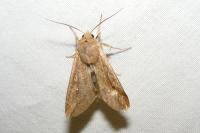 Mythimna unipuncta