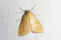 Sitochroa verticalis