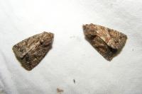 Thalpophila matura
