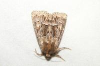 Thalpophila matura