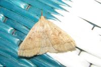 Polypogon plumigeralis