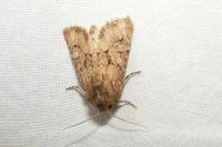 Luperina testacea