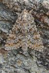 Polymixis flavicincta flavicincta
