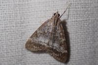 Evergestis sophialis
