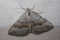 Scotopteryx bipunctaria