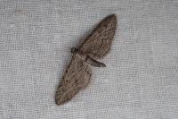 Eupithecia unedonata