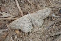 Scopula marginepunctata
