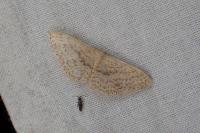 Scopula minorata