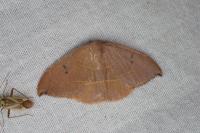 Watsonalla uncinula