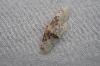 Idaea filicata