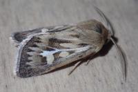 Cerapteryx graminis