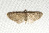 Eupithecia virgaureata
