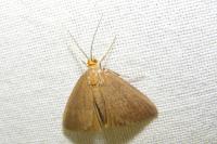 Anania terrealis