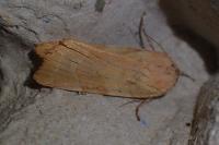Noctua fimbriata