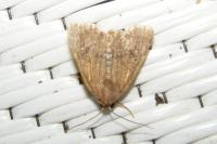 Mesapamea secalella/secalis