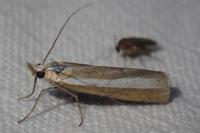Catoptria bolivari