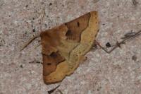 Crocallis tusciaria