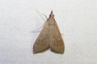 Mecyna asinalis