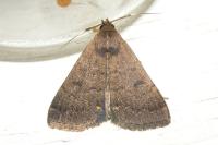 Nodaria nodosalis