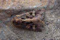 Trigonophora jodea