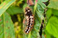 Acronicta rumicis