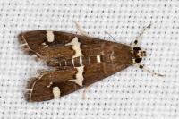 Spoladea recurvalis