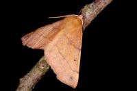 Colotois pennaria