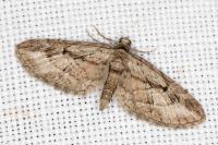 Eupithecia ericeata