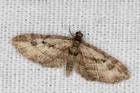 Eupithecia ericeata
