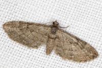 Eupithecia oxycedrata
