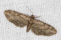 Eupithecia oxycedrata