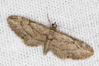 Eupithecia oxycedrata