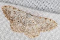 Scopula submutata roseonitens